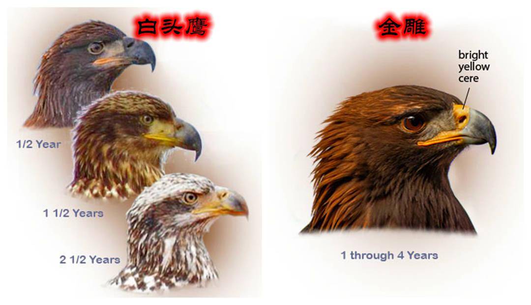 老鹰遇挫败，复仇之路需谨慎